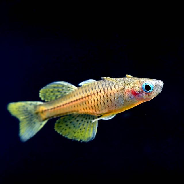 Pseudomugil gertrudae   Regenboogzalm M